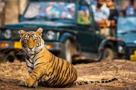 Jungle Safari